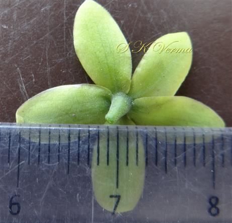  Calyx